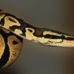 snake, python, animal-419043.jpg