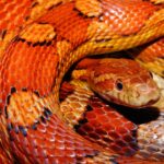 snake, reptile, animal-579682.jpg