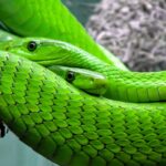 snakes, reptile, animals-653639.jpg